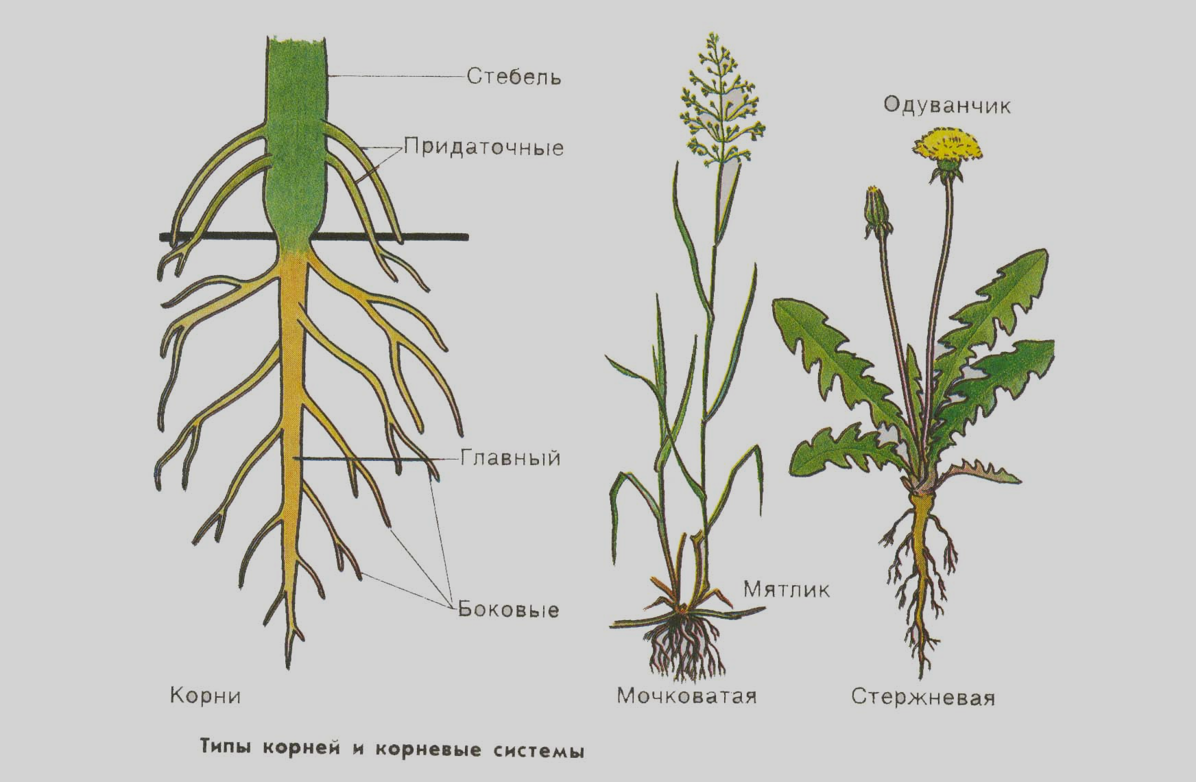 Рассказ про одуванчик - описание растения, характеристика, строение
