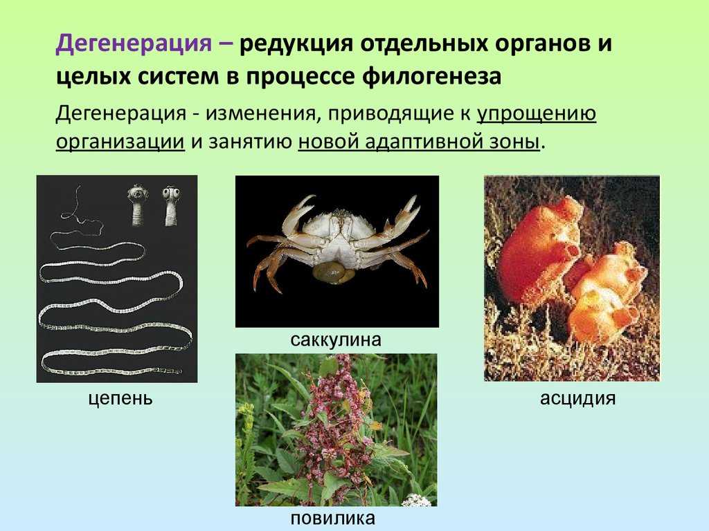 Редукция в биологии: понятие и значение