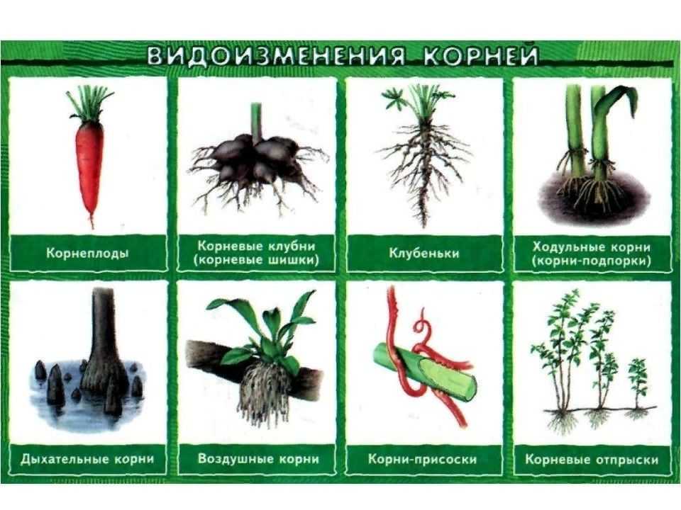 Видоизменения корней: примеры метаморфозов, особенности клубня и корнеплода растений, присоски и прицепки