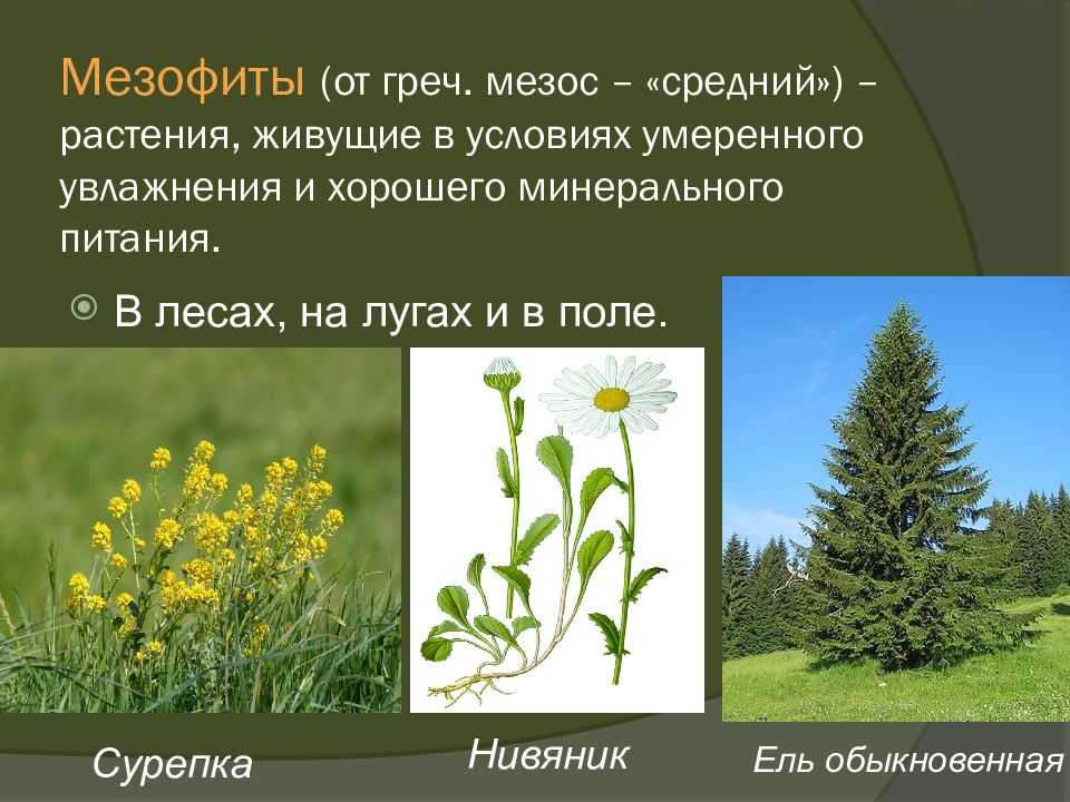 § 7. влажность как экологический фактор. экологические группы растений по отношению к влаге: *экологические группы растений по отношению к влаге