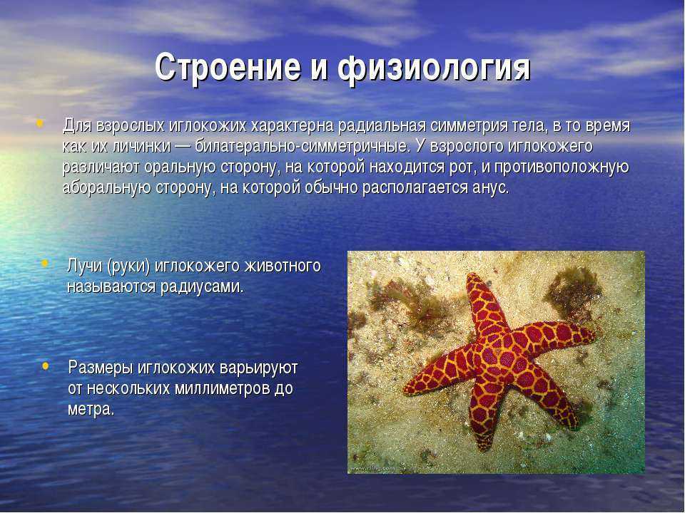 Доклад на тему иглокожие сообщение (описание для детей)