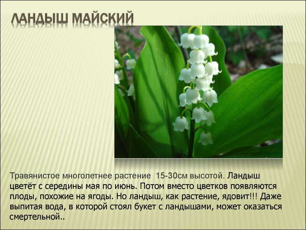 Ландыш - сообщение доклад (2, 3, 4 класс. окружающий мир. красная книга)