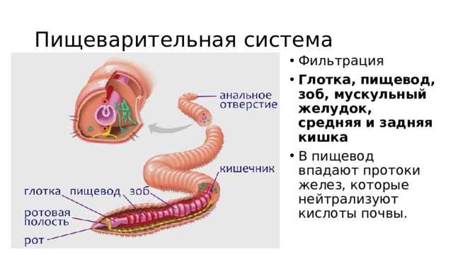 Аскарида