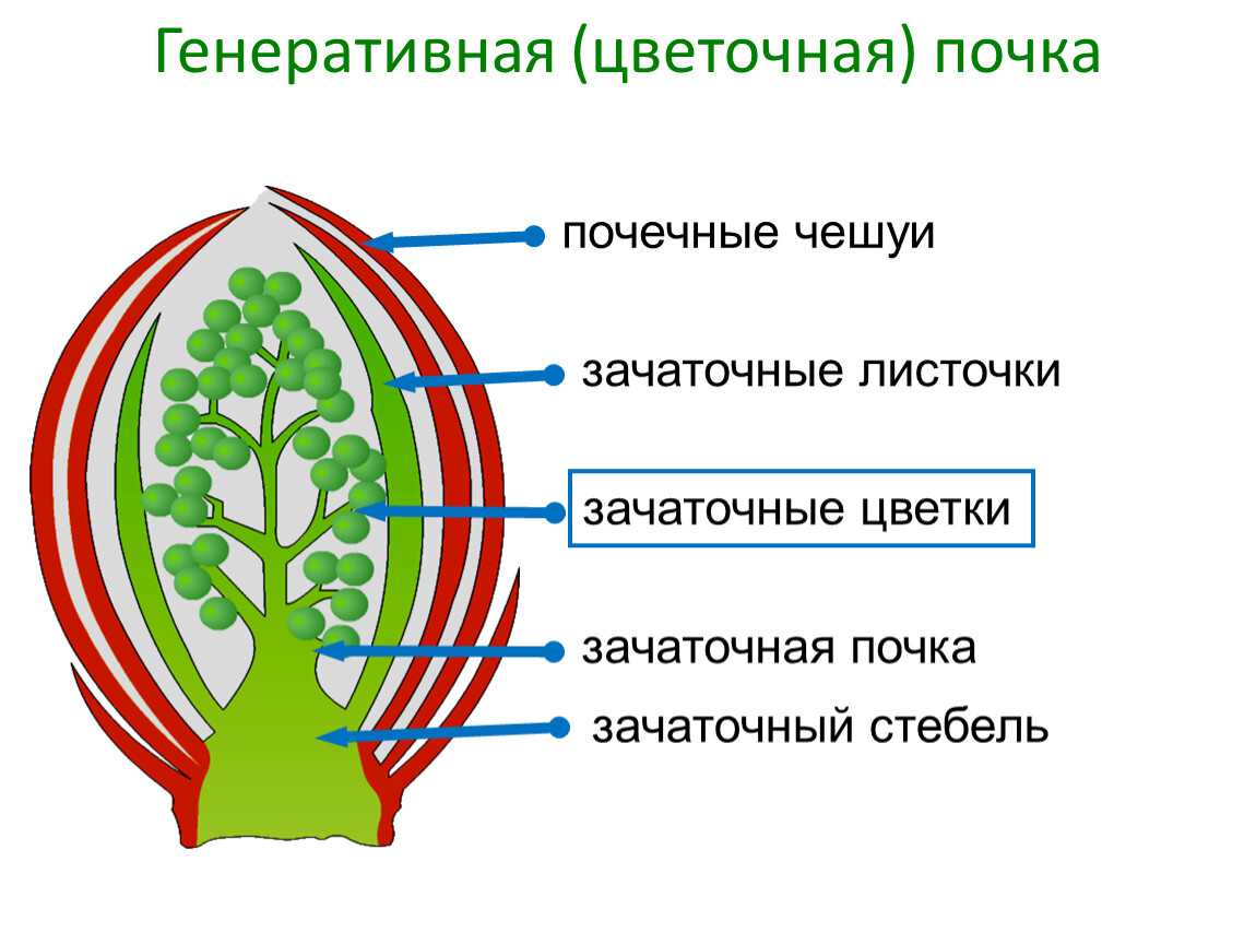 Вегетативное и генеративное размножение кратко