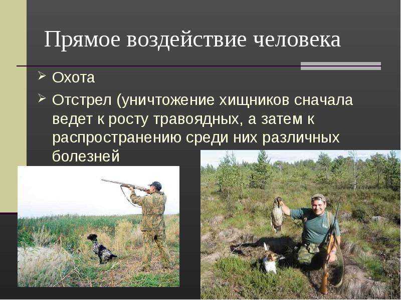 Косвенное и прямое влияние на животных: различия и последствия