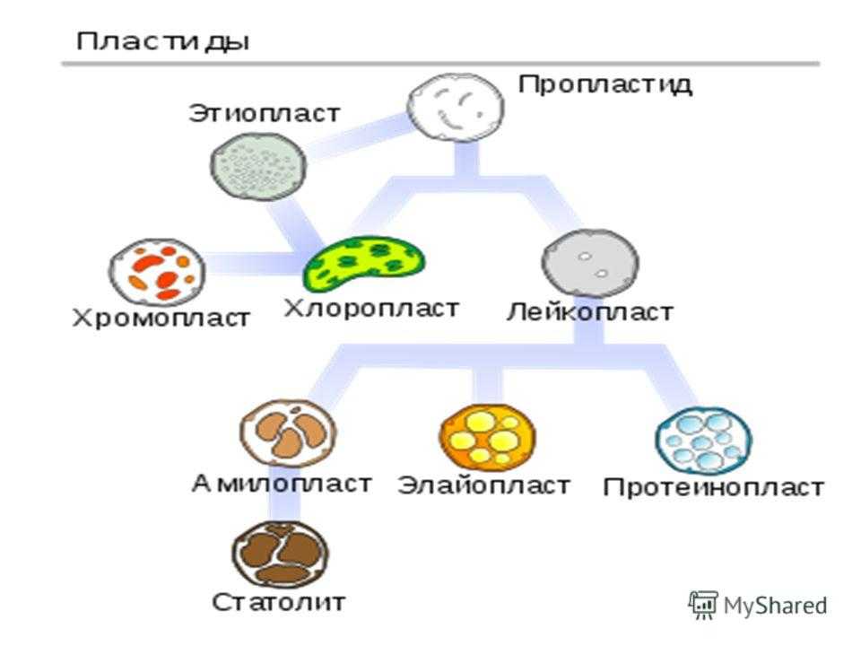Как происходит взаимопревращение пластид кратко