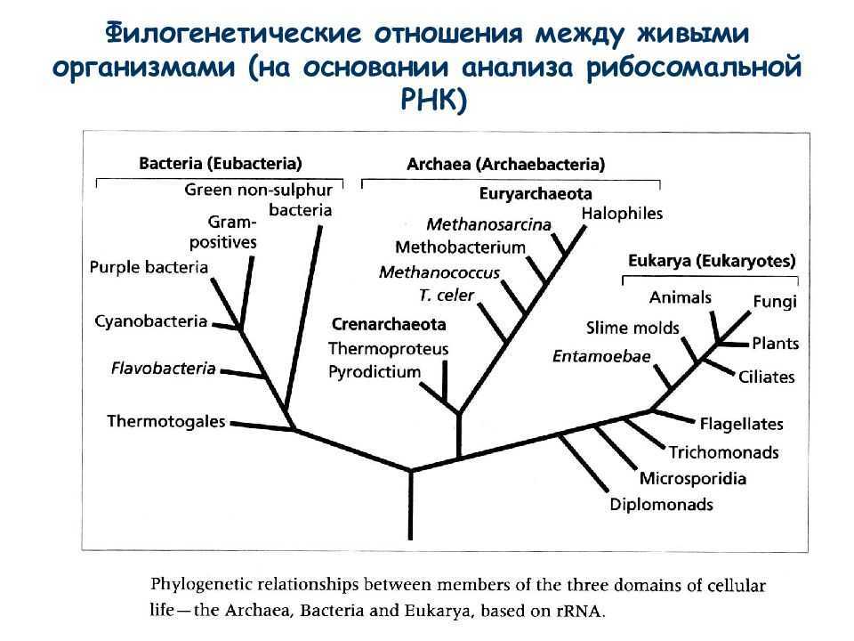 Филогения, интерпретация, типы деревьев, приложения / биология | thpanorama - сделайте себя лучше уже сегодня!