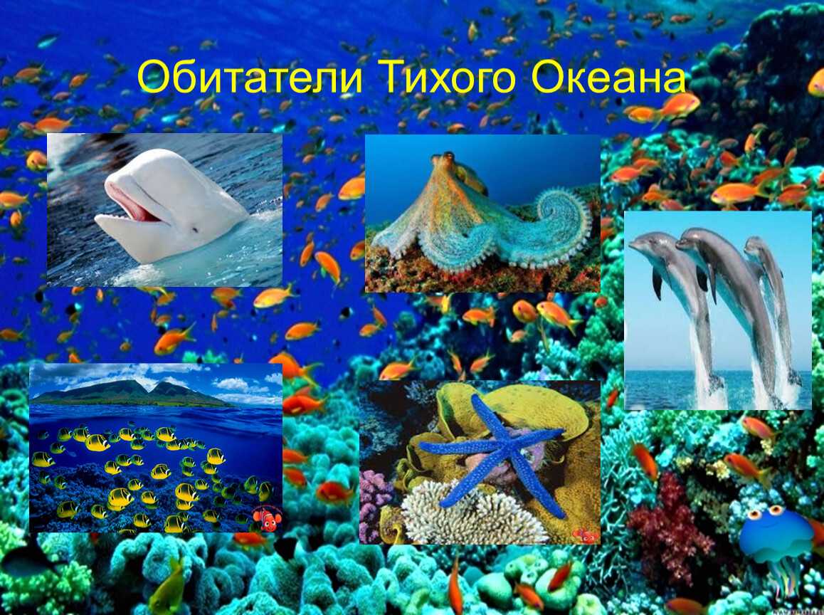Тихий океан обитатели океана кратко