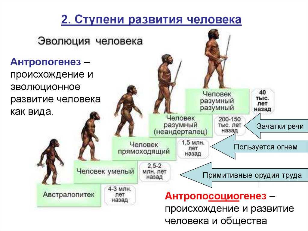 Теории происхождения человека. антропогенез. антропология.