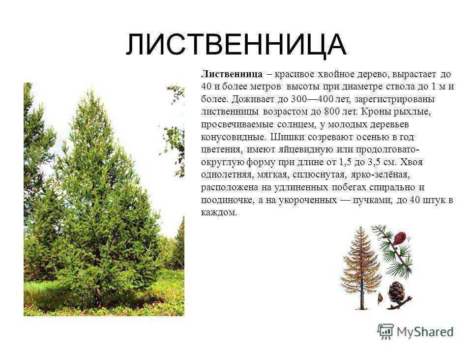 Форма шишек у лиственницы сибирской. биография лиственницы