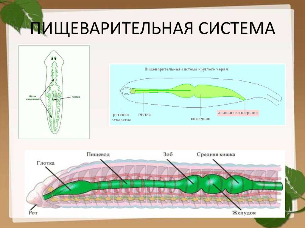 В чем разница между аскаридами и дождевыми червями - новости 2023