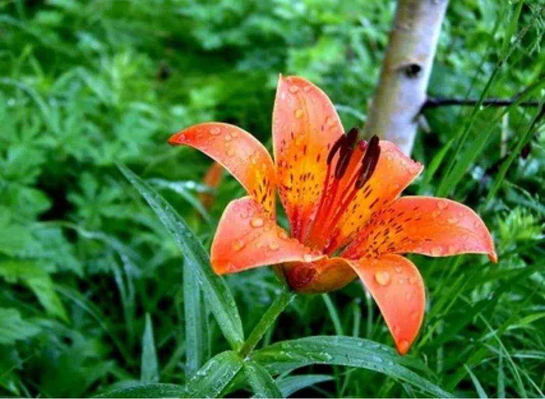 Лилия пенсильванская - lilium pensylvanicum - описание таксона - плантариум
