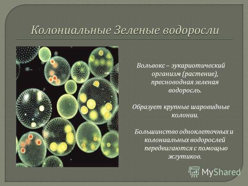 От одной клетки до сложных организмов: разнообразие жизни на земле