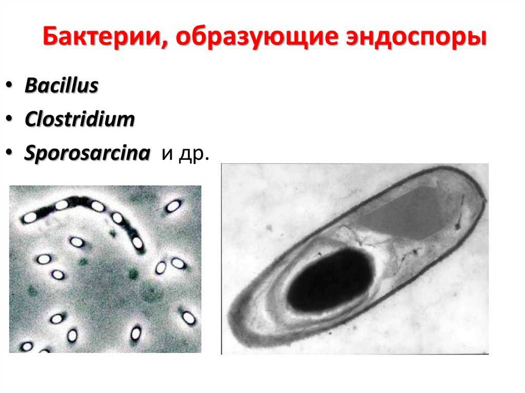 Общая характеристика бацилл, таксономия, морфология, филогения / биология | thpanorama - сделайте себя лучше уже сегодня!