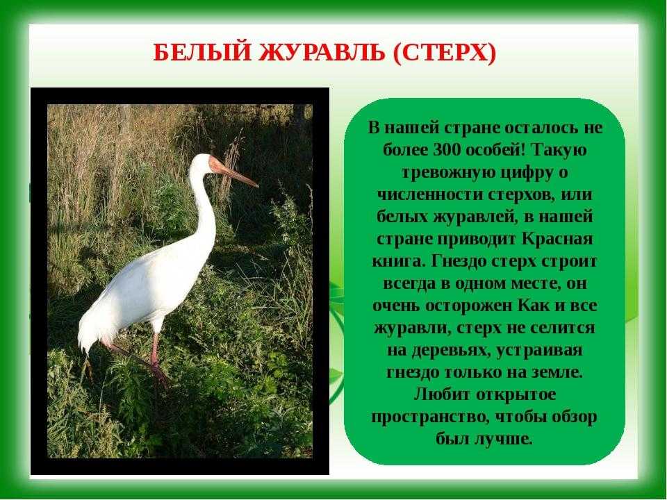 Международная красная книга