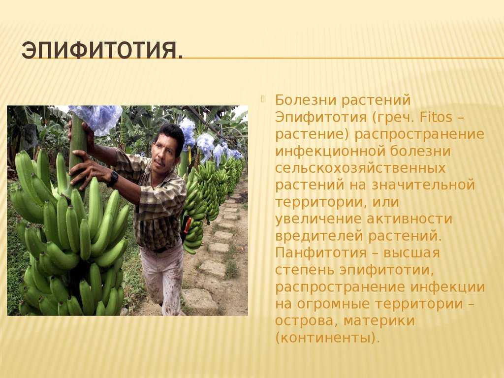 Панфитотия: определение и влияние на общественное здоровье