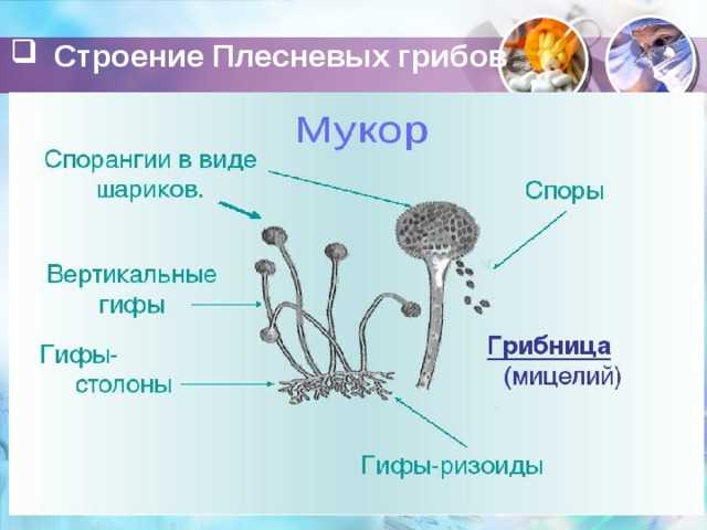 Истинные грибы (плесени и дрожжи). введение в микробиологию консервированных продуктов