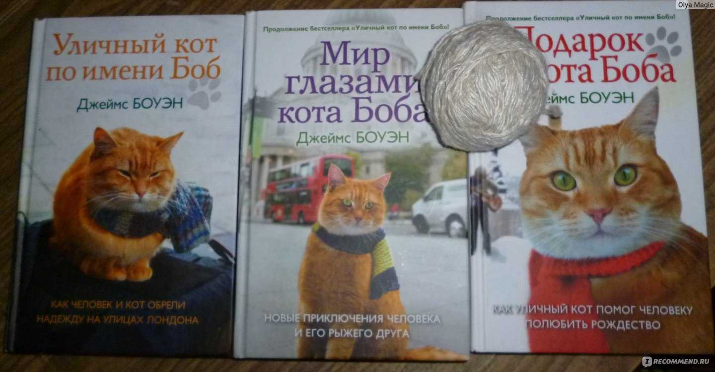 Боб необычный кот краткое содержание главные герои. фильм уличный кот по кличке боб смотреть онлайн. электронный читательский дневник