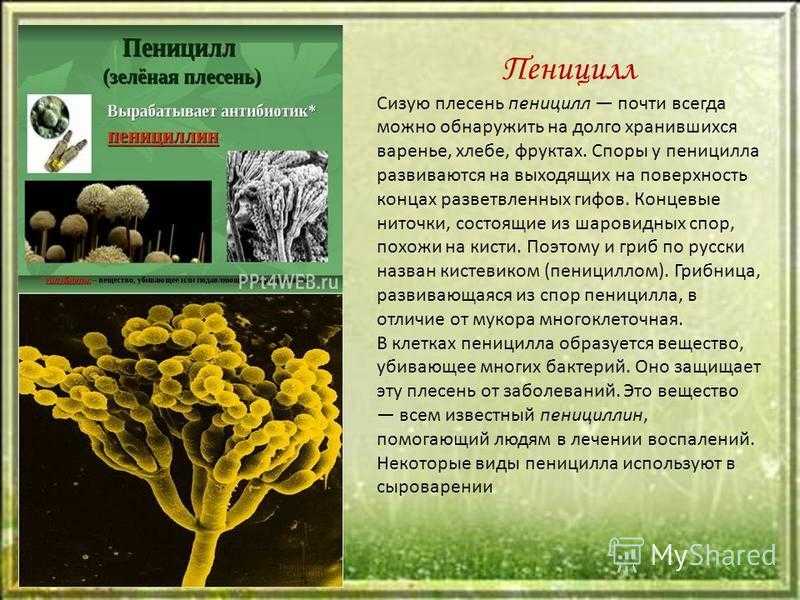 Белая плесень (гриб мукор): строение, питание и размножение