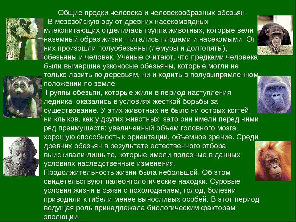 Растительная и животная клетка