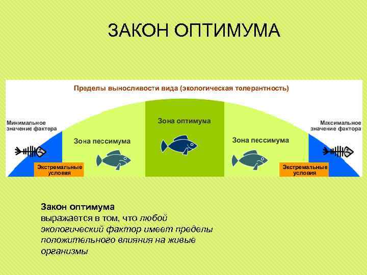 Оптимум это в экологии кратко