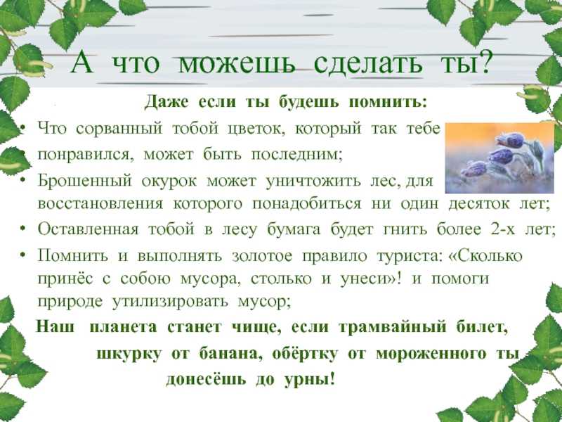 Сочинение что можно делать в лесу