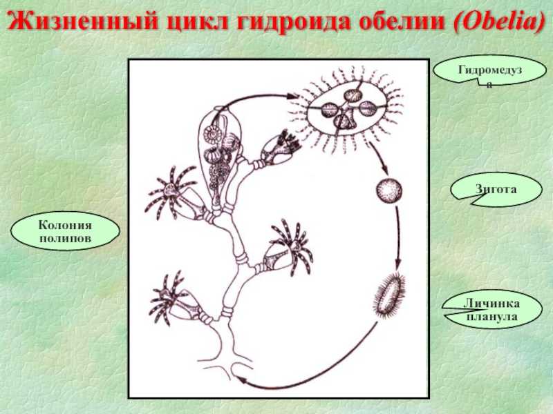 Обелия - определение, структура, метагенез, размножение