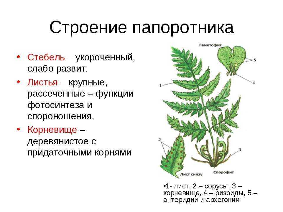 Виды папоротников: описание каждого вида, особенности, выращивание и уход - sadovnikam.ru