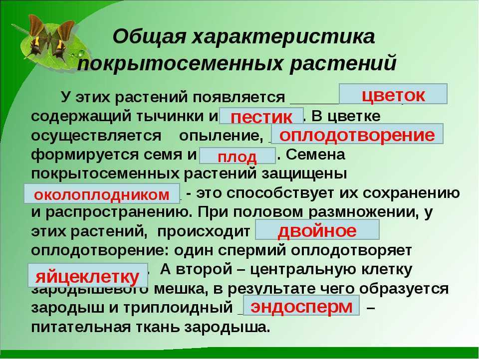 Покрытосеменные и голосеменные растения: различия и особенности