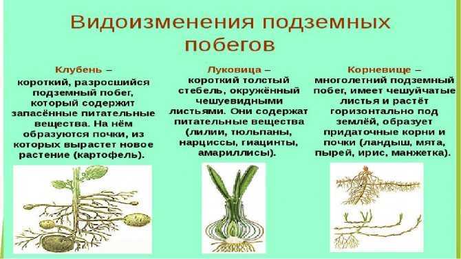 Функции стебля и его видоизменения | 6 класс | биология
