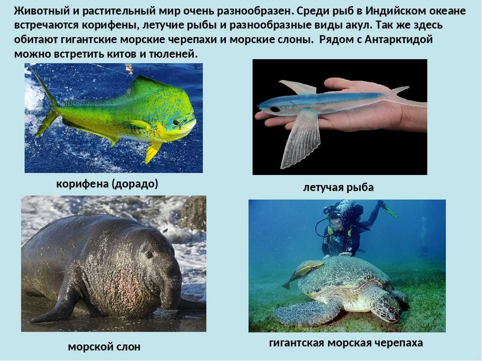 Растительный и животный мир тихого океана