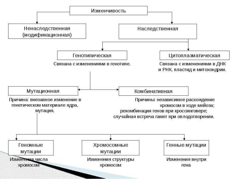 Презентация на тему теория эволюции ч. дарвина. формы естесственного отбора