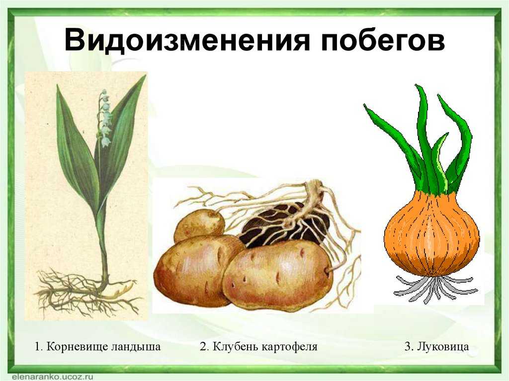 Видоизменения побегов, стеблей и листьев