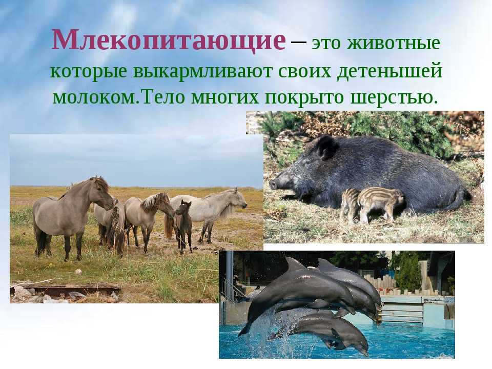 Питание млекопитающих: что едят и как обеспечиваются питательными веществами