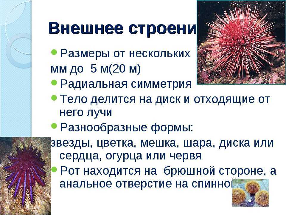 Доклад на тему иглокожие 3, 5, 7 класс сообщение