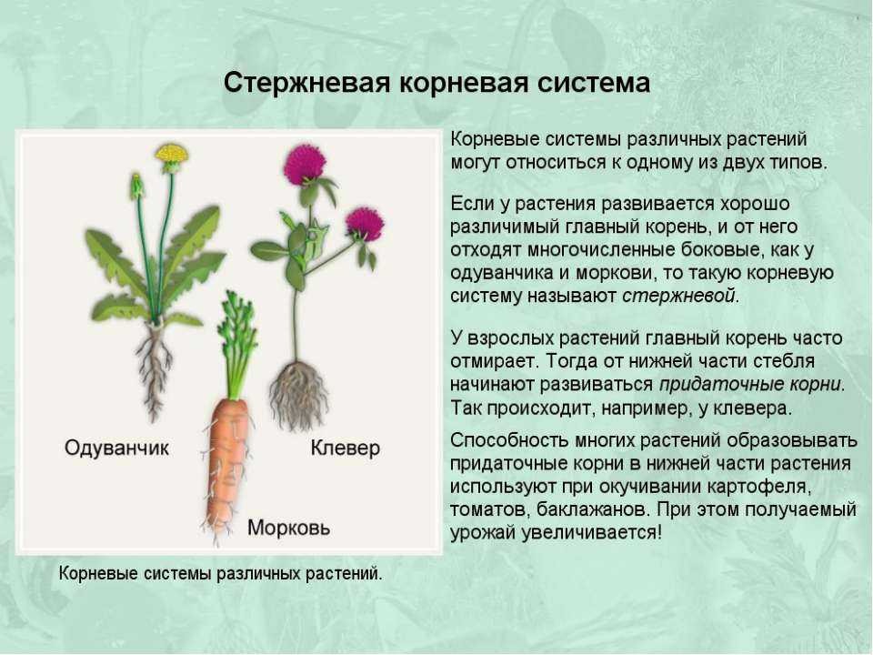 Одуванчик высота и тип побега. одуванчик лекарственный описание вида | ваш сад