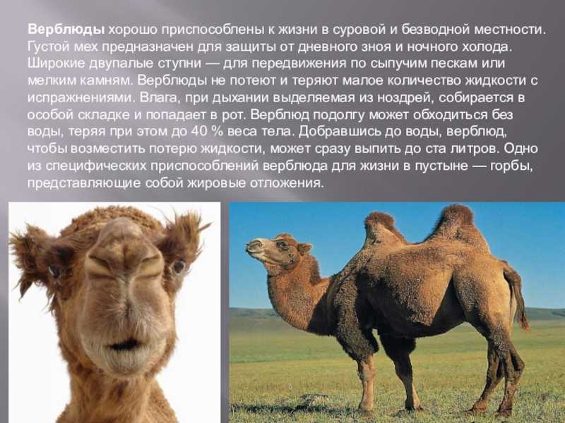 Верблюд: где живёт и что ест это животное, интересные факты и фото