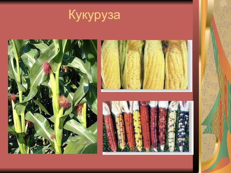 Доклад кукуруза культурное растение 3, 4 класс сообщение