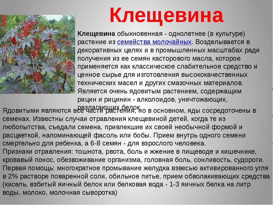 Ядовитые растения и грибы – кратко для сообщения или доклада (3 класс, окружающий мир)