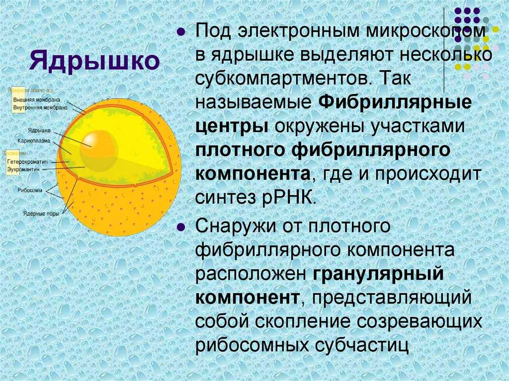 Какую функцию выполняет ядрышко – ядрышковый организатор находится