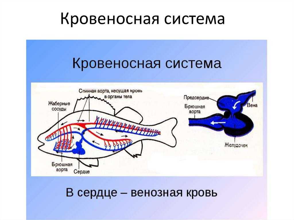 У рыбы есть сердце, серце риби