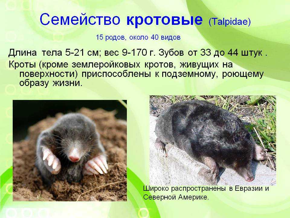 Краткий обзор приспособлений кротов для жизни в почве - интересные факты и особенности