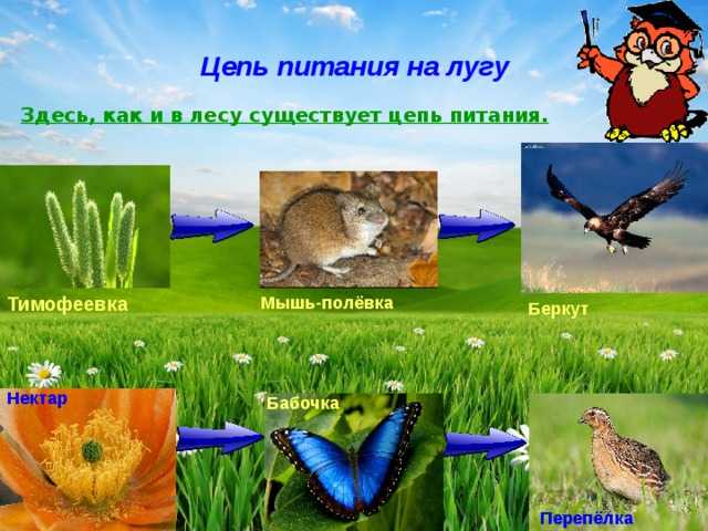 Схема цепи питания в зоне тайги