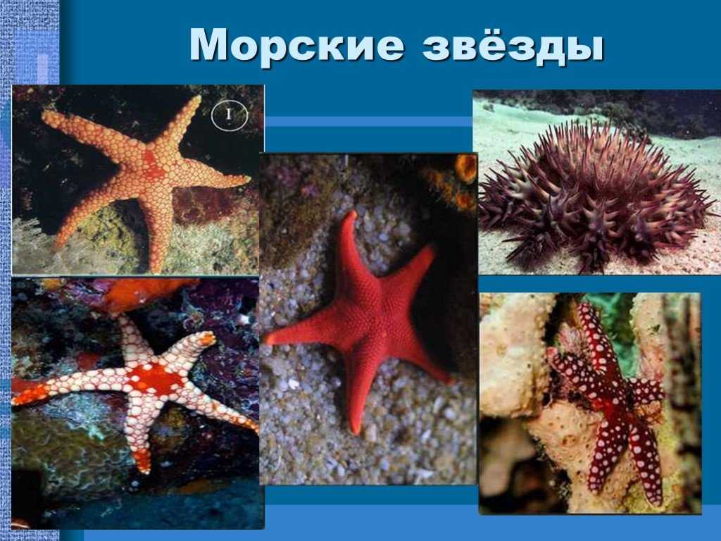 Презентация на тему "иглокожие" презентация к уроку окружающего мира .2 класс