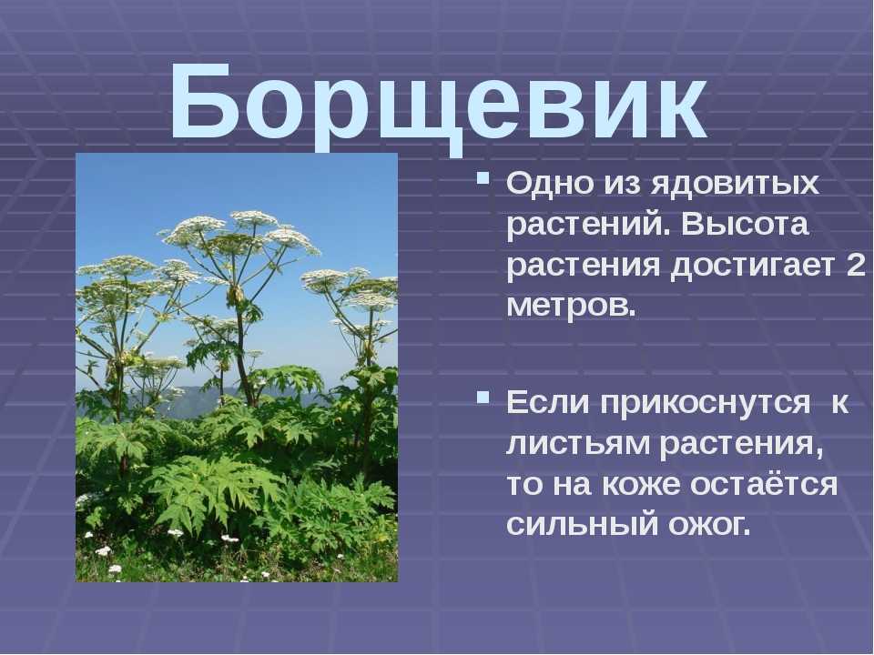 Ядовитые растения: названия, описание, фото | дача