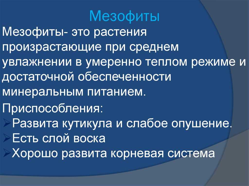 Что такое мезофиты простыми словами