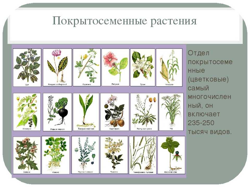 Биология