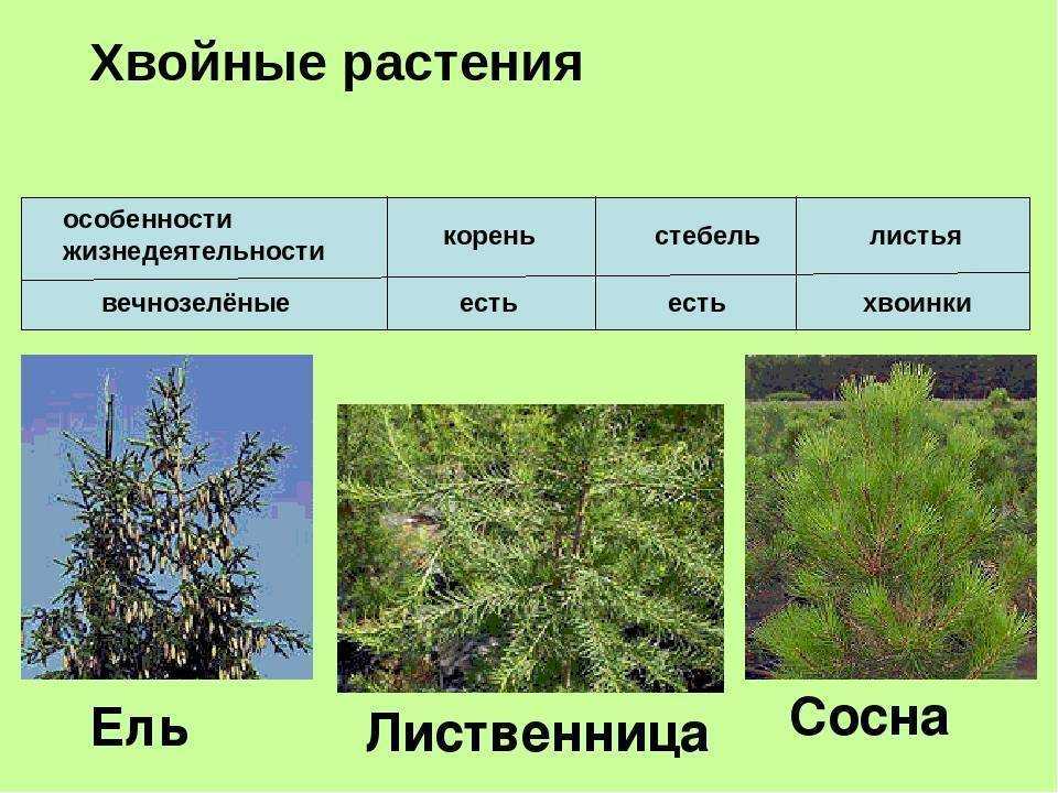 Лиственница: это хвойное или лиственное дерево, фото и описание, как используется