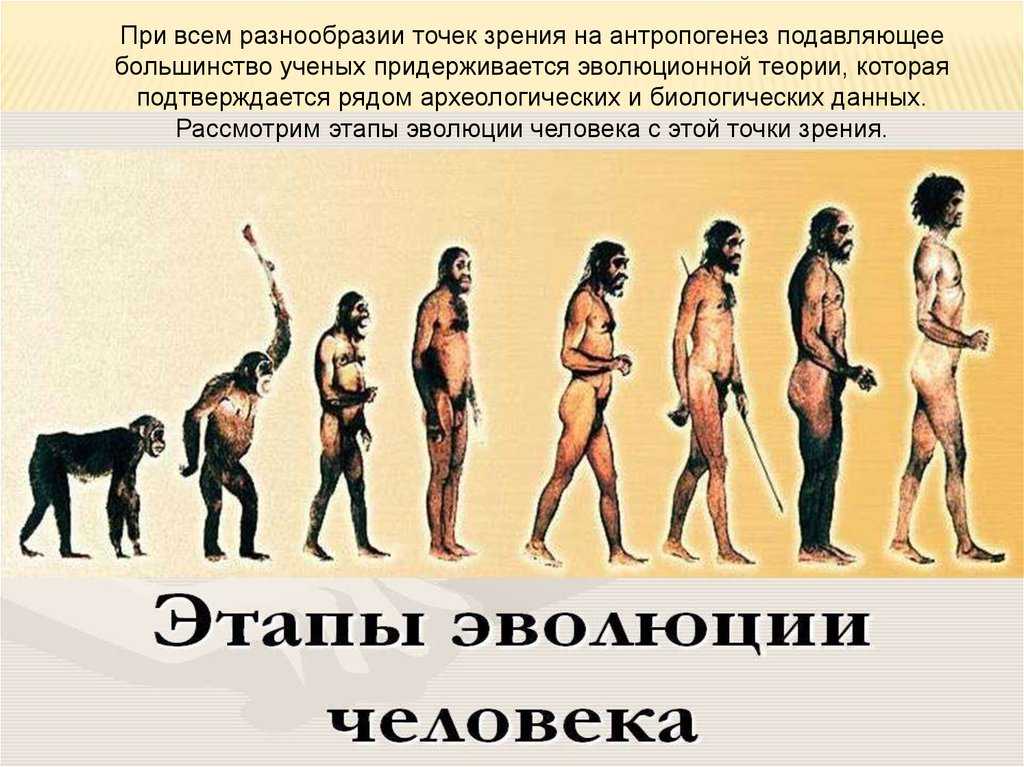 Теории происхождения человека и стадии антропогенеза
