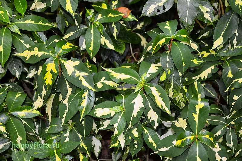 25 incredible and easy plant care tips for graptophyllum pictum - two peas in a condo
25 incredible and easy plant care tips for graptophyllum pictum - two peas in a condo